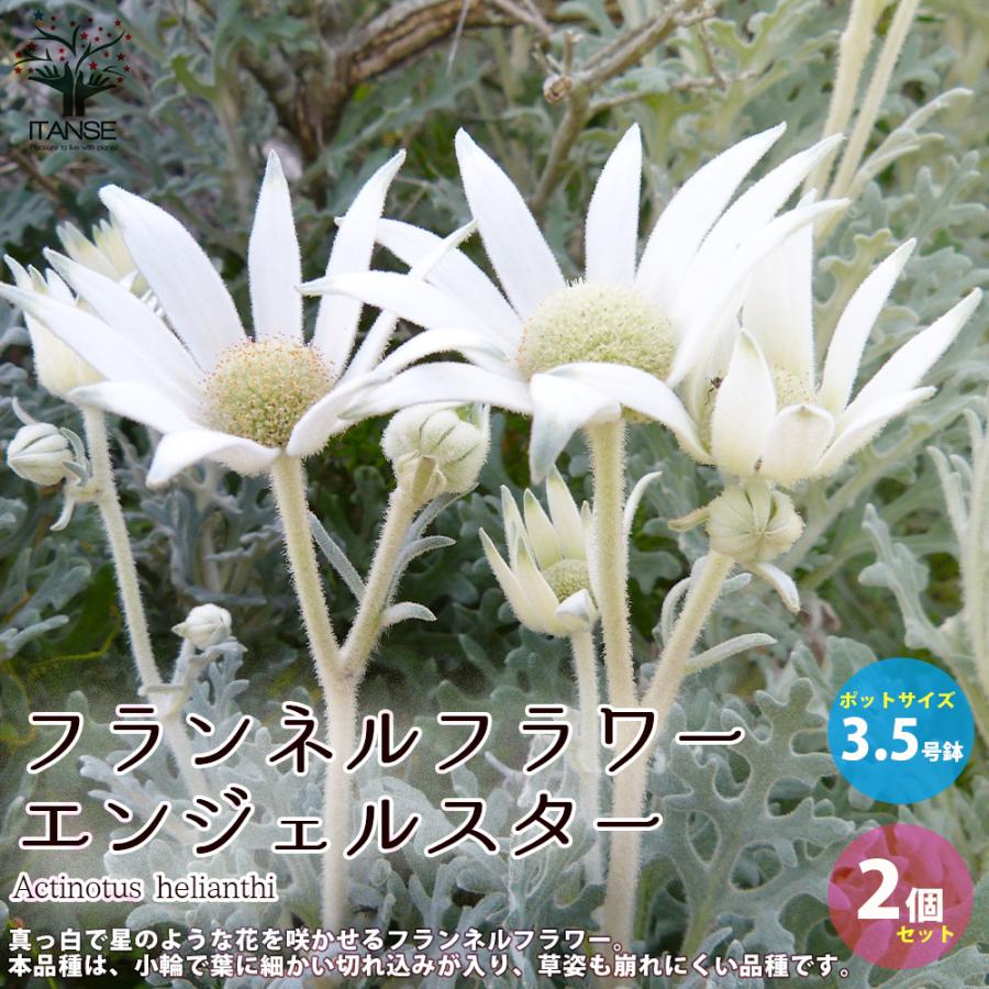 フランネルフラワー エンジェルスター 花苗 3 5号苗 お買い得2個セット 花の苗 イングリッシュガーデン フラワーガーデン 送料無料 Han 野菜苗 植物 青果物販売のitanse 通販 Yahoo ショッピング