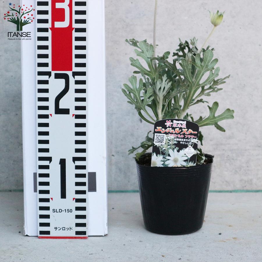 フランネルフラワー エンジェルスター 花苗 3 5号苗 お買い得4個セット 花の苗 イングリッシュガーデン フラワーガーデン 送料無料 Han 野菜苗 植物 青果物販売のitanse 通販 Yahoo ショッピング