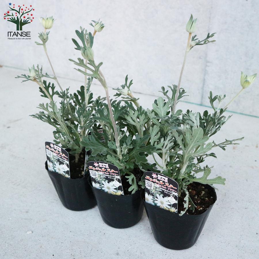 フランネルフラワー エンジェルスター 花苗 3 5号苗 お買い得4個セット 花の苗 イングリッシュガーデン フラワーガーデン 送料無料 Han 野菜苗 植物 青果物販売のitanse 通販 Yahoo ショッピング