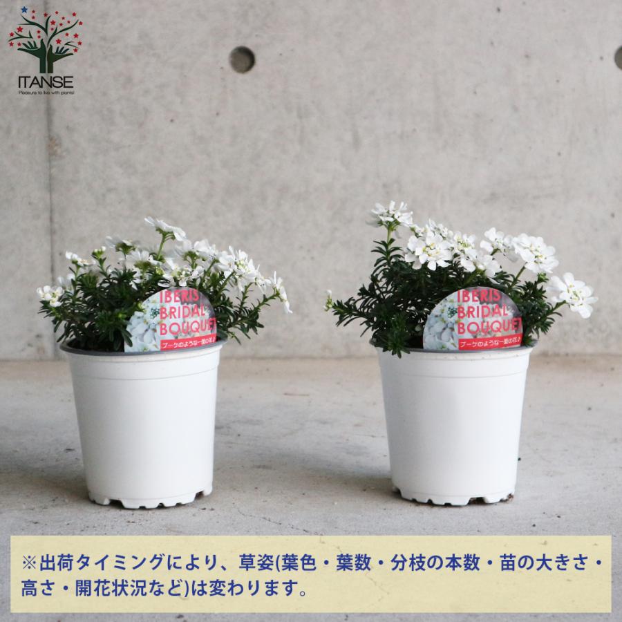 宿根イベリス ブライダルブーケ 花苗 多年草 4号ポット お買い得2個セット イングリッシュガーデン フラワーガーデン 送料無料 Han 野菜苗 植物 青果物販売のitanse 通販 Yahoo ショッピング