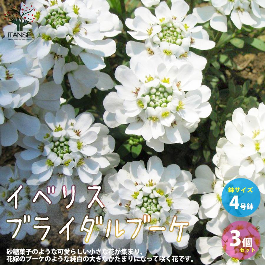 宿根イベリス ブライダルブーケ 花苗 多年草 4号ポット お買い得3個セット イングリッシュガーデン フラワーガーデン 送料無料 Han 野菜苗 植物 青果物販売のitanse 通販 Yahoo ショッピング