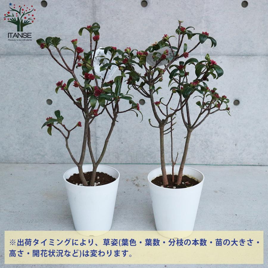 ITANSE 沈丁花(ジンチョウゲ) 庭木 6号鉢 1個売り 植木 花木 観賞用 新