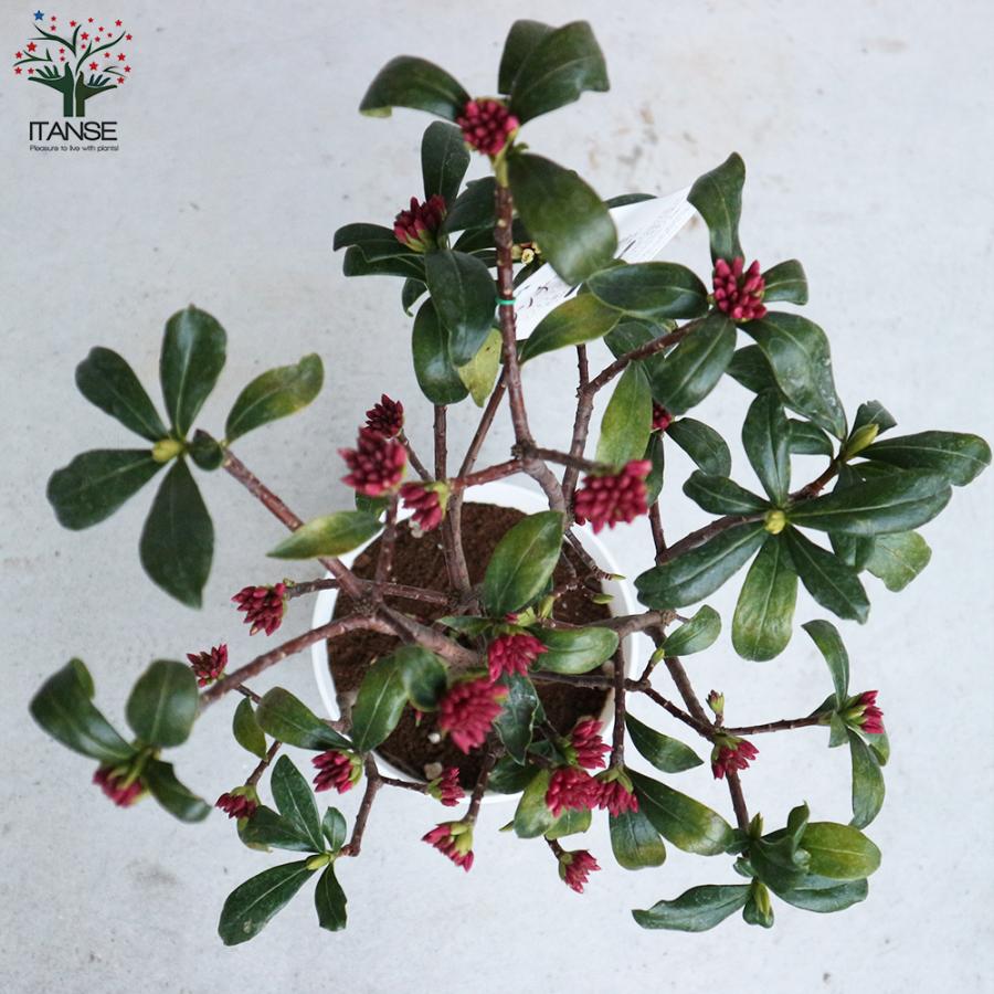 沈丁花 ジンチョウゲ 赤花 庭木 6号鉢 1個売り 植木 花木 観賞用 新生活 プレゼント 贈答 送料無料 Han 野菜苗 植物 青果物販売のitanse 通販 Yahoo ショッピング