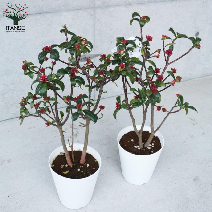 ITANSE 沈丁花(ジンチョウゲ) 庭木 6号鉢 1個売り 植木 花木 観賞用 新
