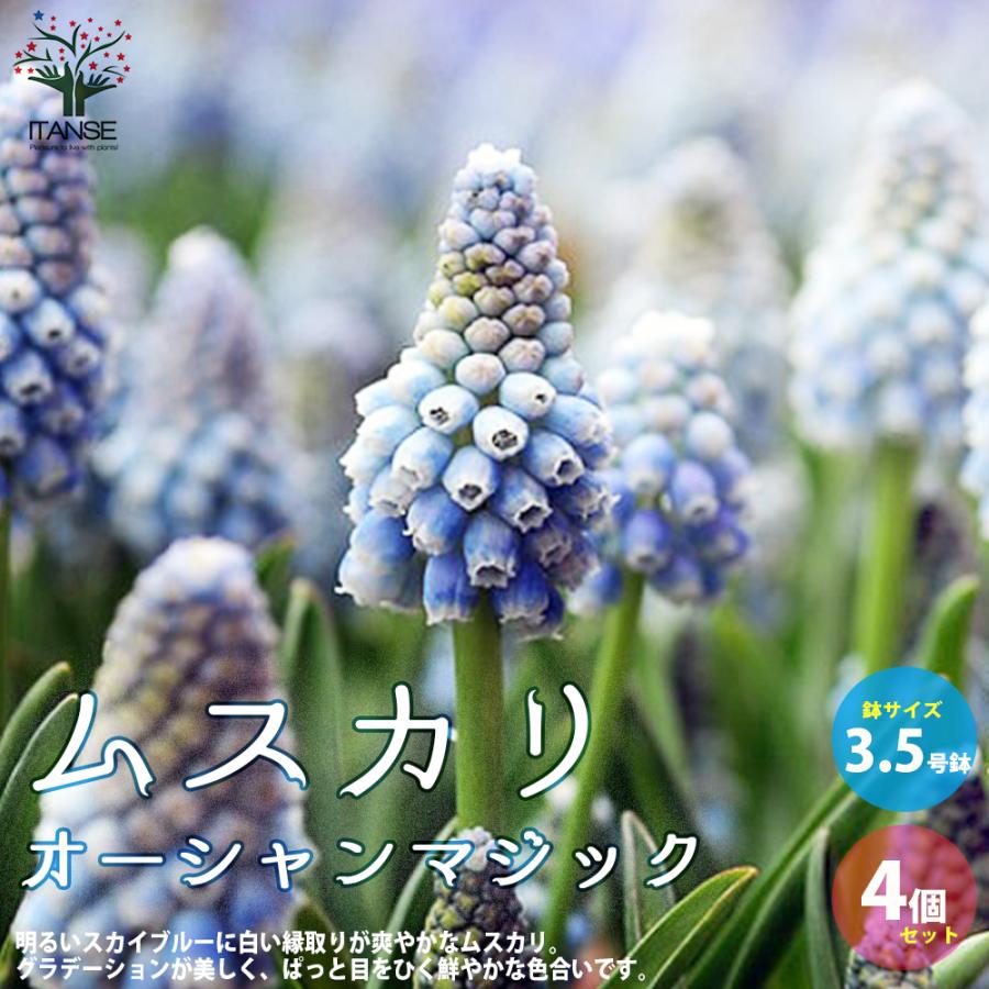 ITANSE ムスカリ・オーシャンマジック 花苗 球根芽出し苗 3.5号 ITANSE ムスカリ・オーシャンマジック 花苗 球根芽出し苗 3.5号