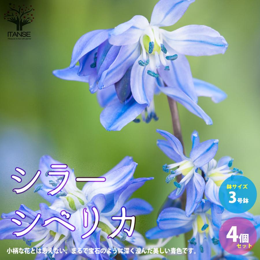 シラー シベリカ 花苗 球根芽出し苗 3号ポット お買い得4個セット 花苗 花の苗 イングリッシュガーデン フラワーガーデン 送料無料 Han 野菜苗 植物 青果物販売のitanse 通販 Yahoo ショッピング