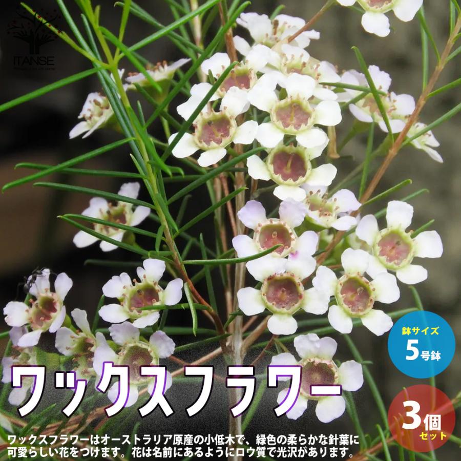 ITANSE ワックスフラワー 花苗 花木 5号 お買い得3個セット 花苗 花の苗 イングリッシュガーデン フラワーガーデン 送料無料 イタンセ公式