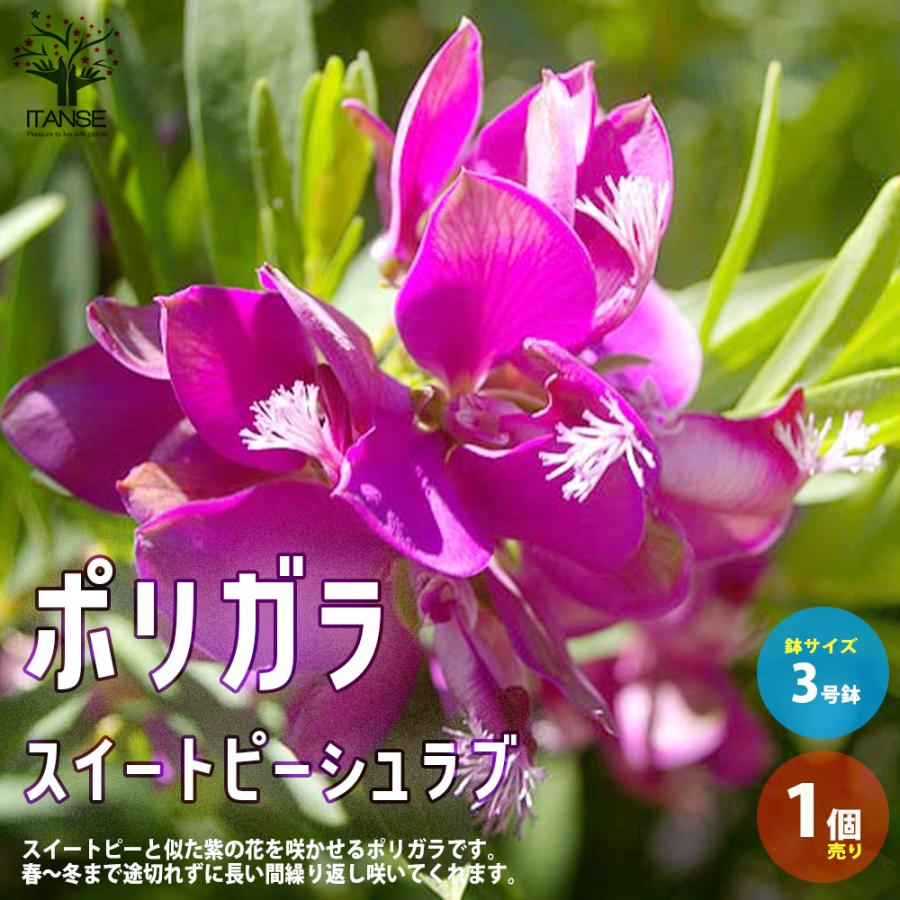 ポリガラ スイートピーシュラブ 庭木 3号ロングポット苗 1個売り 植木 花木 観賞用 新生活 プレゼント 贈答 送料無料 Han 野菜苗 植物 青果物販売のitanse 通販 Yahoo ショッピング