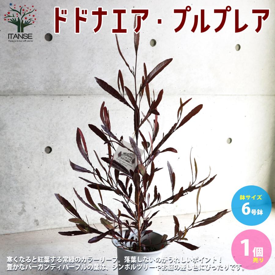 ドドナエア プルプレア パープレア 庭木 6号鉢 1個売り 植木 花木 観賞用 新生活 プレゼント 贈答 送料無料 Han 野菜苗 植物 青果物販売のitanse 通販 Yahoo ショッピング