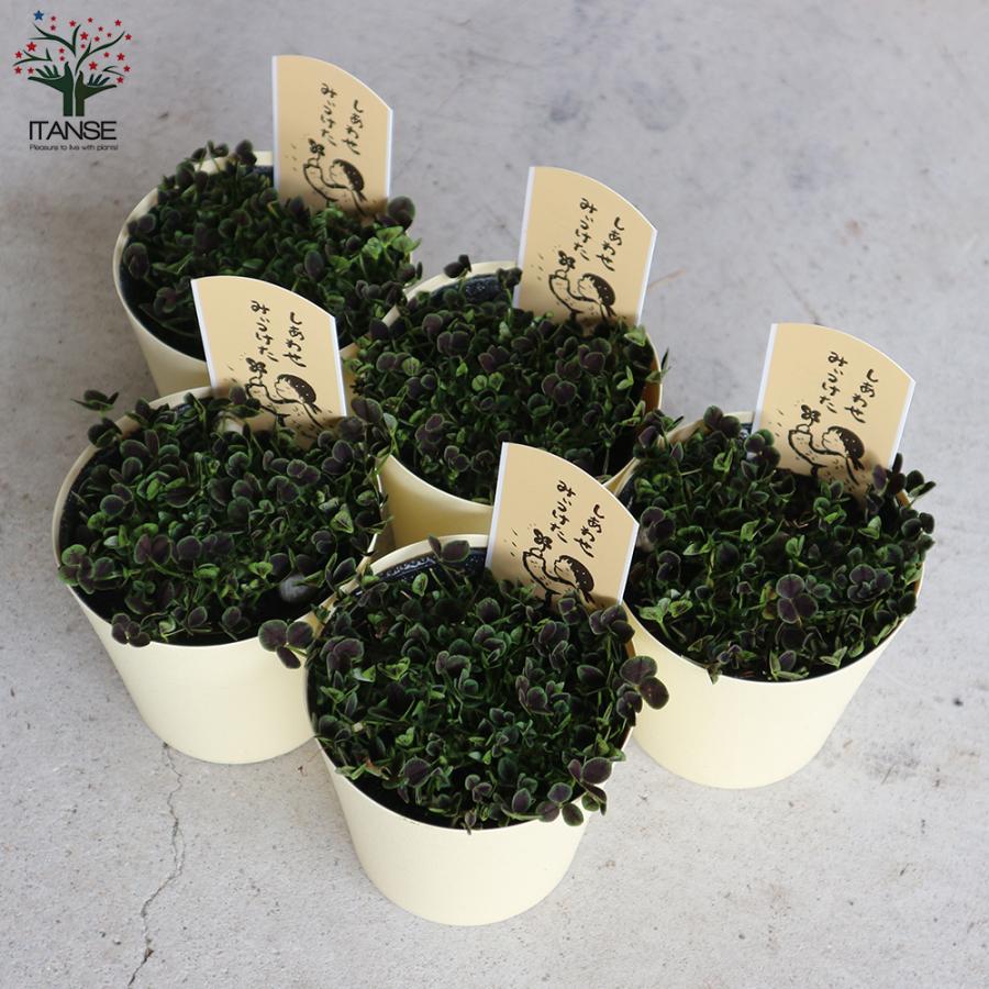 ITANSE 四葉のクローバー (トリフォリウム) 花苗 多肉植物・グランド