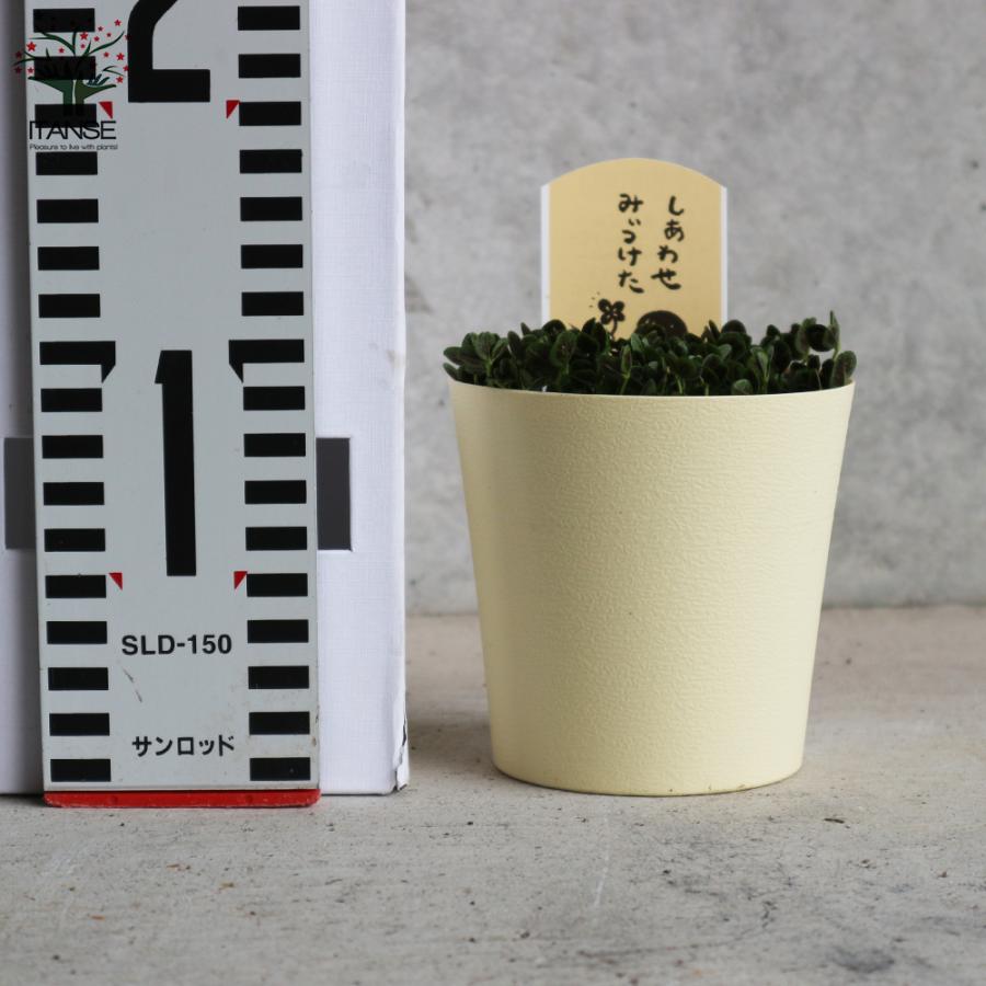 ITANSE 四葉のクローバー (トリフォリウム) 花苗 多肉植物・グランド