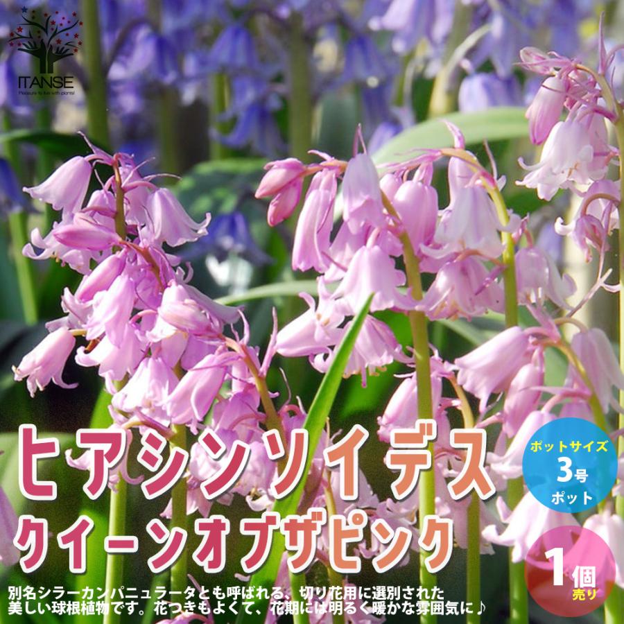 ヒアシンソイデス クイーンオブザピンク 花苗 3号ロングポット 1個売り 花苗 イングリッシュガーデン フラワーガーデン 送料無料 Han 野菜苗 植物 青果物販売のitanse 通販 Yahoo ショッピング