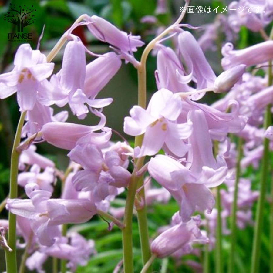 ヒアシンソイデス クイーンオブザピンク 花苗 3号ロングポット 1個売り 花苗 イングリッシュガーデン フラワーガーデン 送料無料 Han 野菜苗 植物 青果物販売のitanse 通販 Yahoo ショッピング