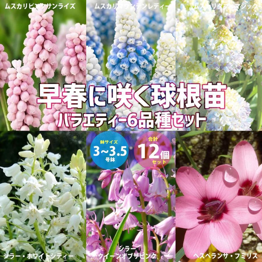 早春に咲く可愛い球根苗 バラエティー6品種bセット ムスカリ シラー ヘスペランサ 球根芽出し苗 3 3 5号 お買い得12個セット送料無料 Han 野菜苗 植物 青果物販売のitanse 通販 Yahoo ショッピング