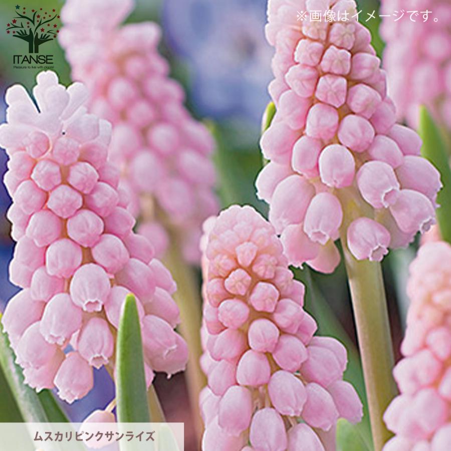 早春に咲く可愛い球根苗 バラエティー6品種bセット ムスカリ シラー ヘスペランサ 球根芽出し苗 3 3 5号 お買い得12個セット送料無料 Han 野菜苗 植物 青果物販売のitanse 通販 Yahoo ショッピング