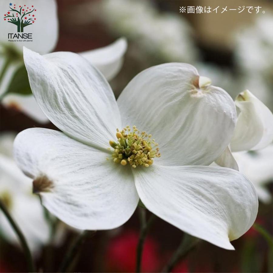 ITANSE ハナミズキ ・クラウドナイン 庭木 6号鉢 1個売り 植木 花木