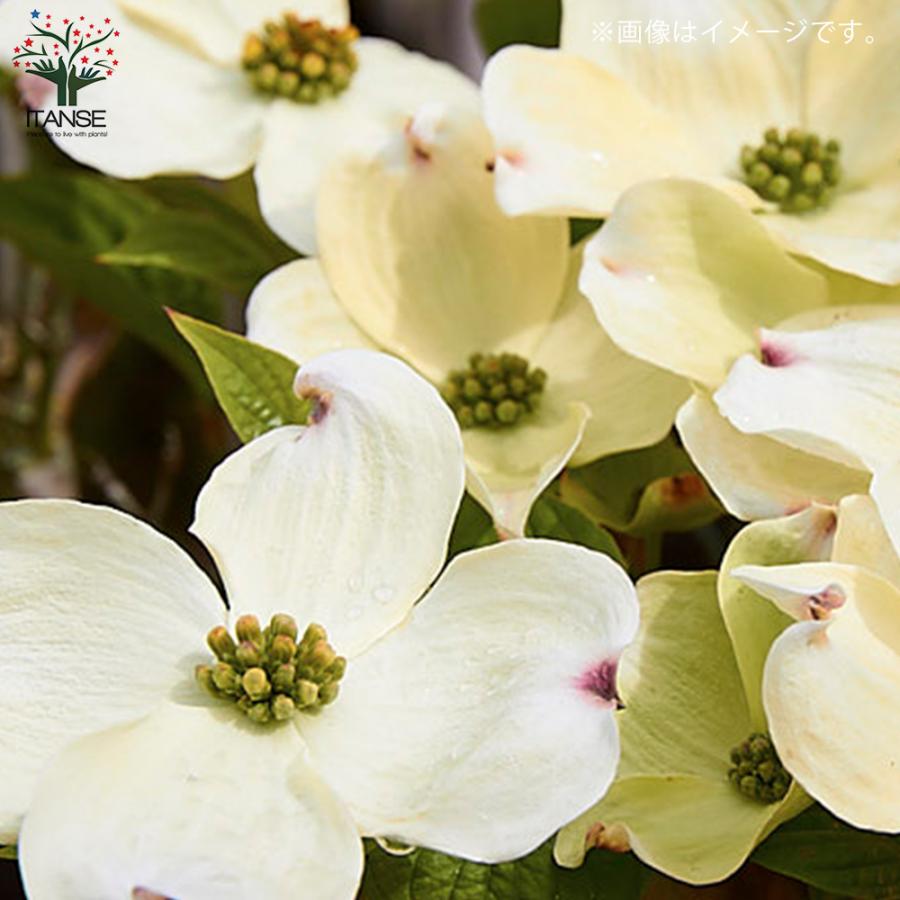 ITANSE ハナミズキ ・クラウドナイン 庭木 6号鉢 1個売り 植木 花木