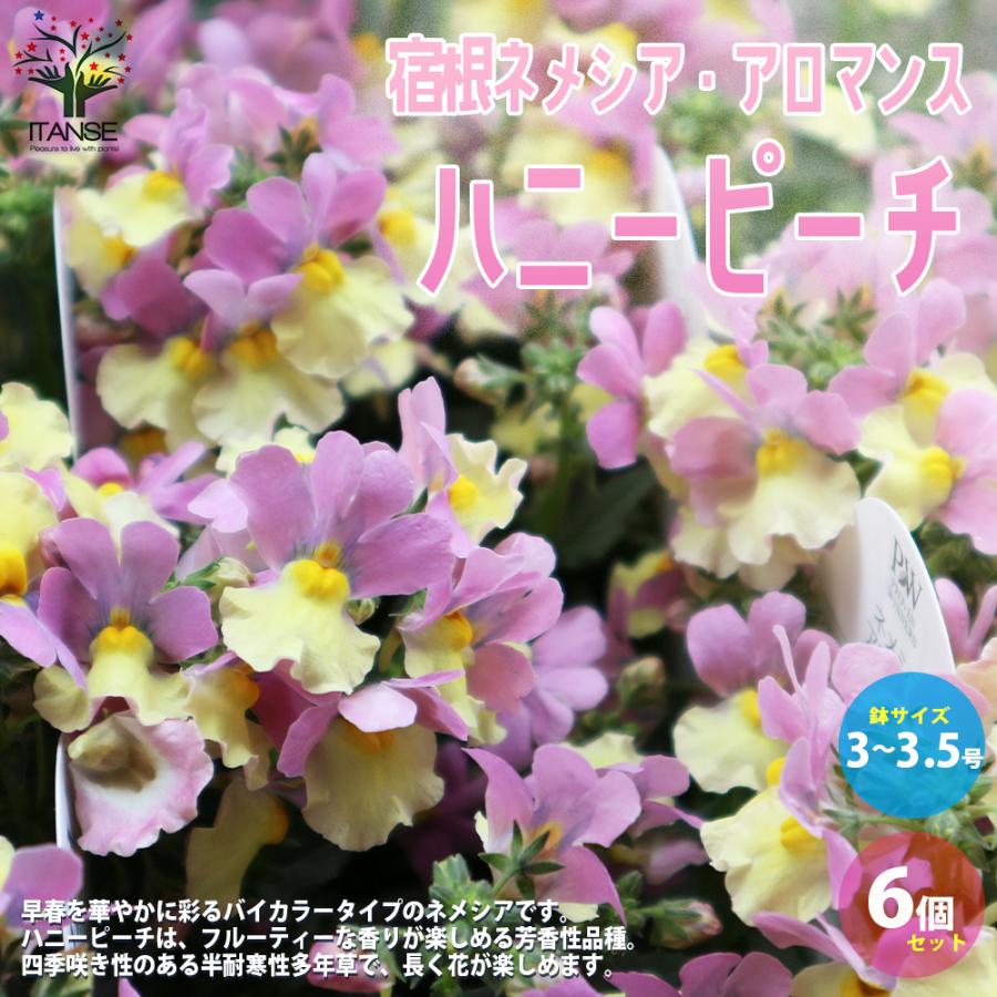 宿根ネメシア アロマンス ハニーピーチ 花苗 3 5号ポット苗 お買い得6個セット フラワーガーデン 送料無料 花 Thebestboatbrands Force5 Dev