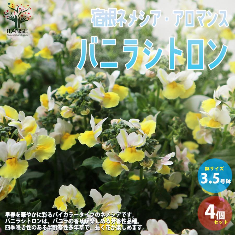 耐寒性宿根草 四季咲き 花 ガーデニング の商品一覧 通販 Yahoo ショッピング