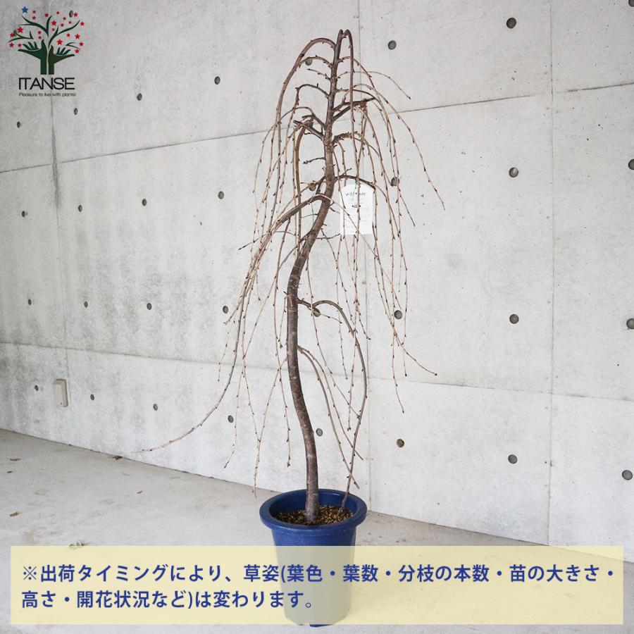 ITANSE 八重しだれ桜 庭木 9号鉢大苗 1個売り 花苗 花の苗 ITANSE 八重しだれ桜 庭木 9号鉢大苗 1個売り 花苗 花の苗
