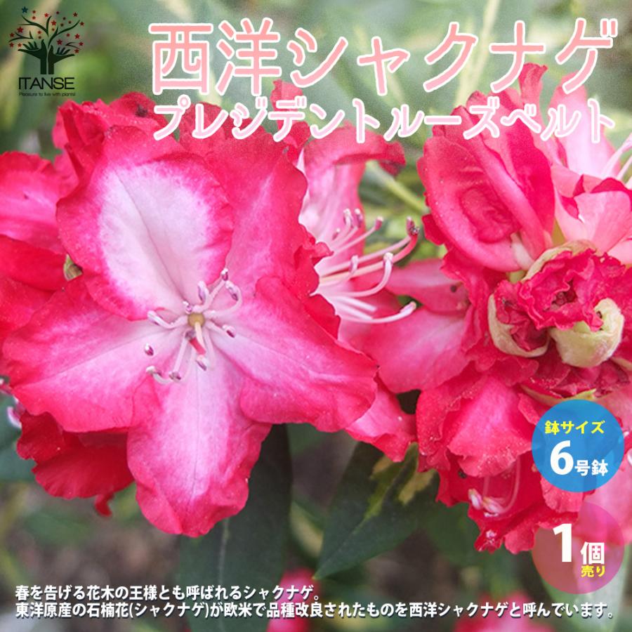 西洋シャクナゲ 石楠花 品種 プレジデントルーズベルト 庭木 6号鉢 1個売り 植木 花木 新生活 プレゼント 贈答 送料無料 Han 野菜苗 植物 青果物販売のitanse 通販 Yahoo ショッピング