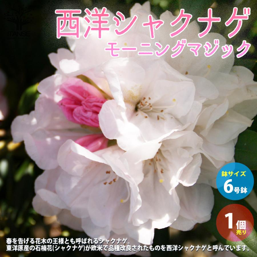 西洋シャクナゲ 石楠花 品種 モーニングマジック 庭木 6号鉢 1個売り 植木 花木 観賞用 新生活 プレゼント 贈答 送料無料 Han 野菜苗 植物 青果物販売のitanse 通販 Yahoo ショッピング