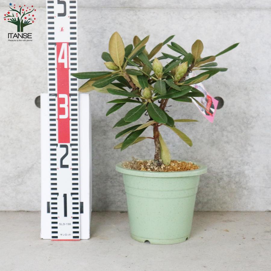 西洋シャクナゲ 石楠花 品種 モーニングマジック 庭木 6号鉢 1個売り 植木 花木 観賞用 新生活 プレゼント 贈答 送料無料