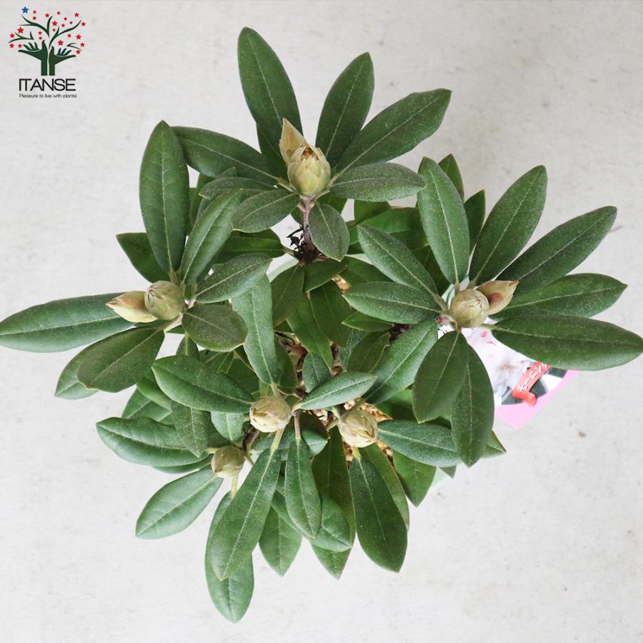 西洋シャクナゲ 石楠花 品種 モーニングマジック 庭木 6号鉢 1個売り 植木 花木 観賞用 新生活 プレゼント 贈答 送料無料