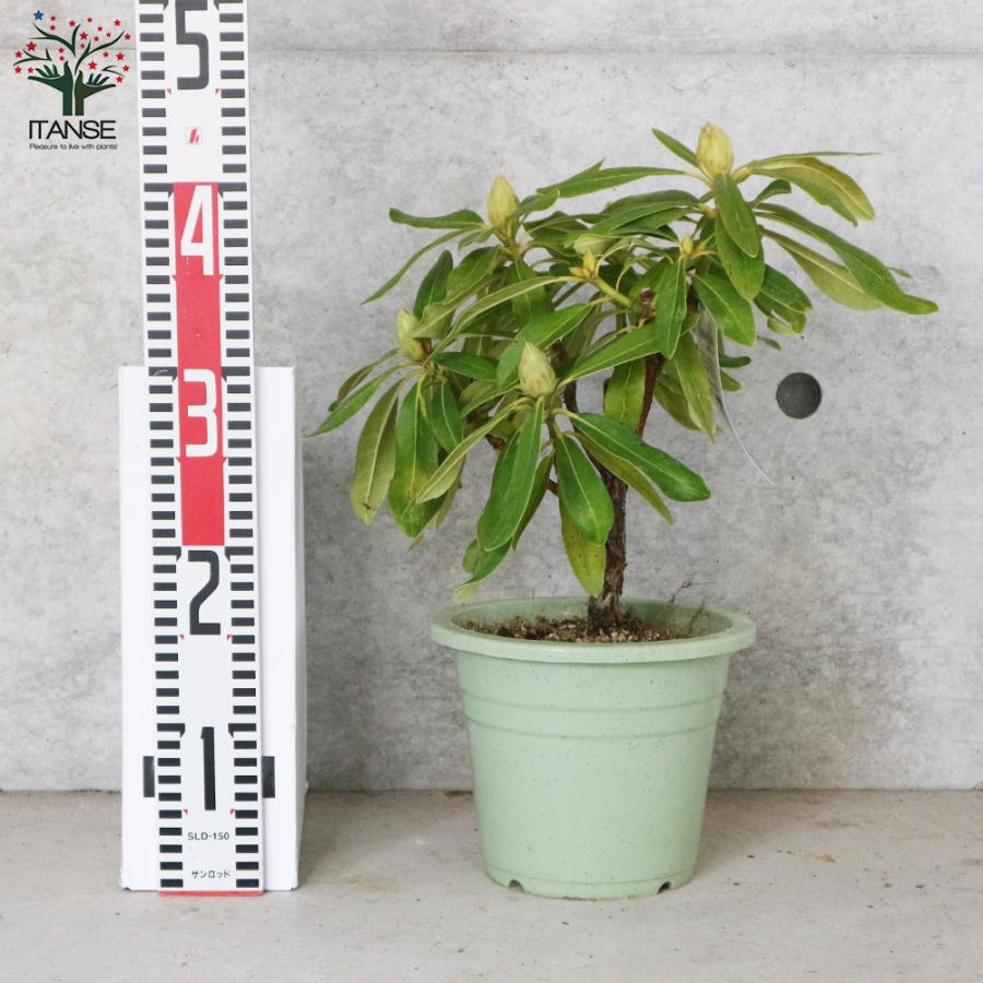 西洋シャクナゲ 石楠花 品種 曙 あけぼの 庭木 6号鉢 1個売り 植木 花木 観賞用 新生活 プレゼント 贈答 送料無料