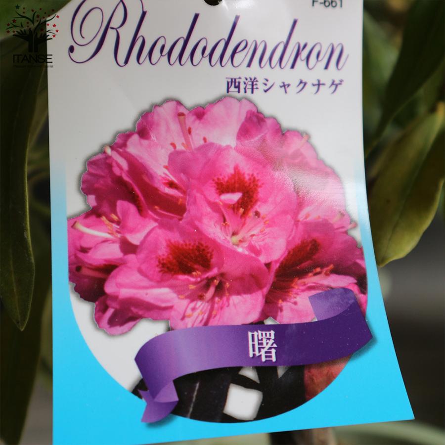 西洋シャクナゲ 石楠花 品種 曙 あけぼの 庭木 6号鉢 1個売り 植木 花木 観賞用 新生活 プレゼント 贈答 送料無料