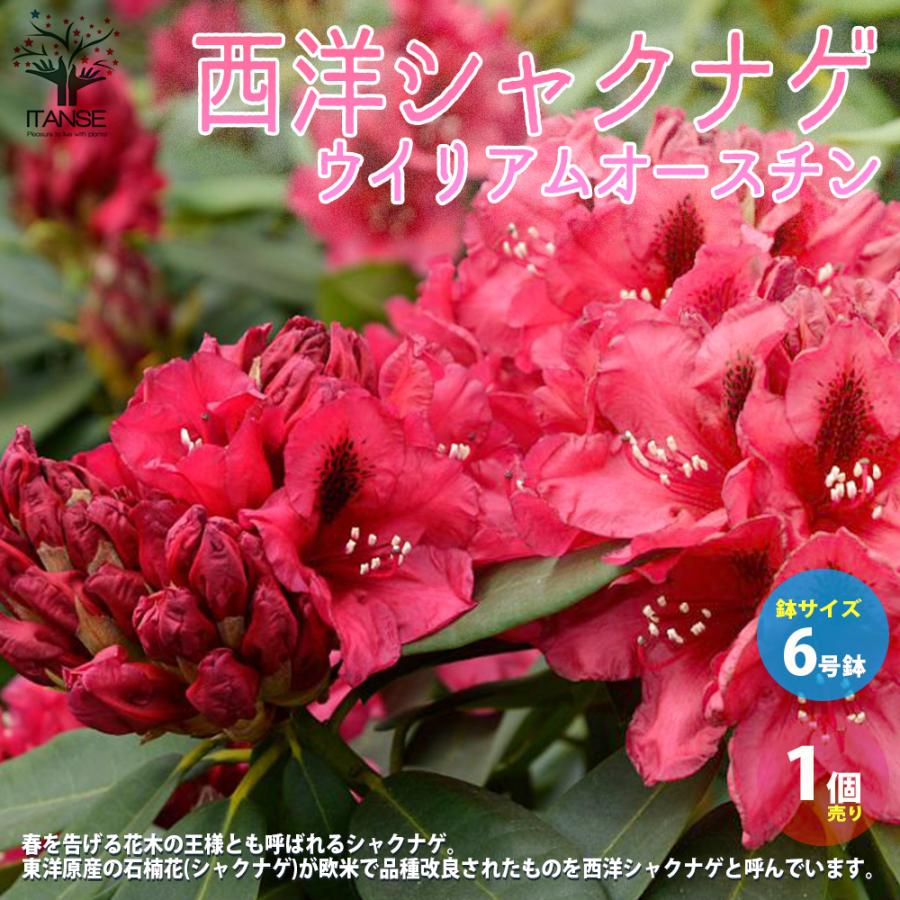 西洋シャクナゲ 石楠花 品種 ウイリアムオースチン 庭木 6号鉢 1個売り 植木 花木 観賞用 新生活 プレゼント 贈答 送料無料 Han 野菜苗 植物 青果物販売のitanse 通販 Yahoo ショッピング