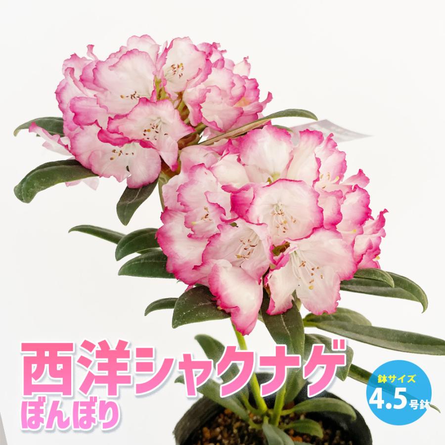 ITANSE 西洋シャクナゲ(石楠花) 品種：ぼんぼり 庭木 4.5号鉢 1個売り