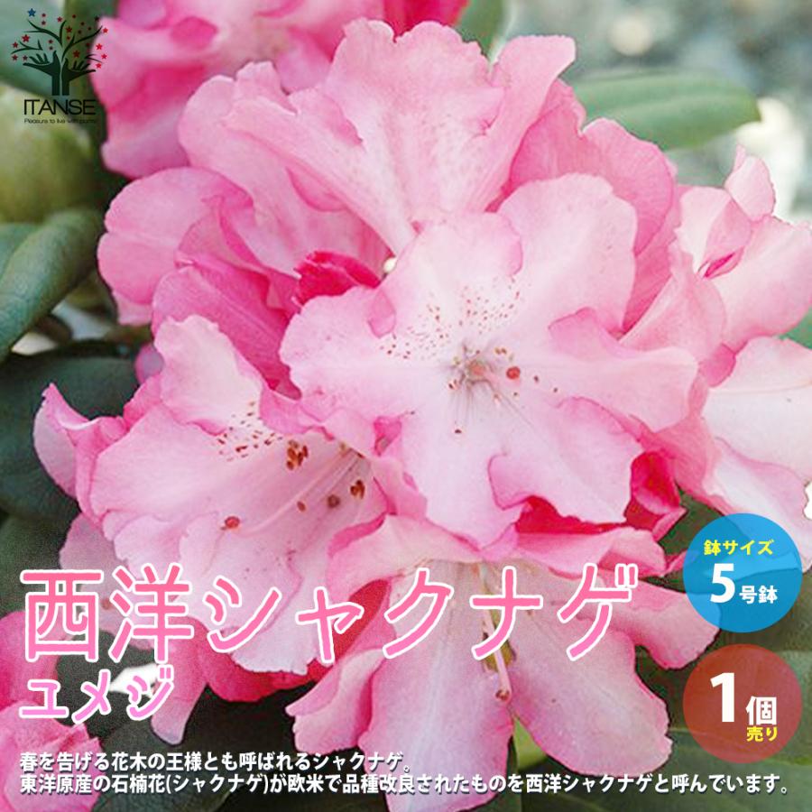 西洋シャクナゲ 石楠花 品種 夢路 ユメジ 庭木 8号鉢 1個売り 植木 花木 観賞用 新生活 プレゼント 贈答 送料無料 Han 野菜苗 植物 青果物販売のitanse 通販 Yahoo ショッピング