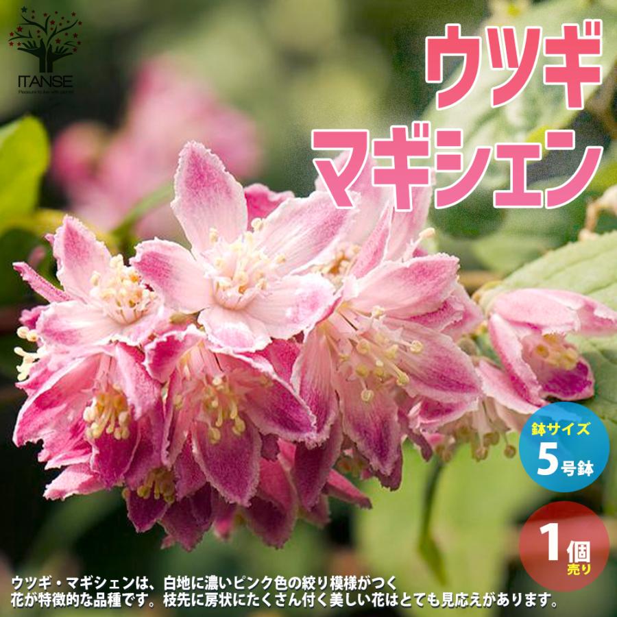 ウツギ マギシェン 庭木 5号鉢 1個売り 植木 花木 観賞用 新生活 プレゼント 贈答 送料無料 Han 野菜苗 植物 青果物販売のitanse 通販 Yahoo ショッピング