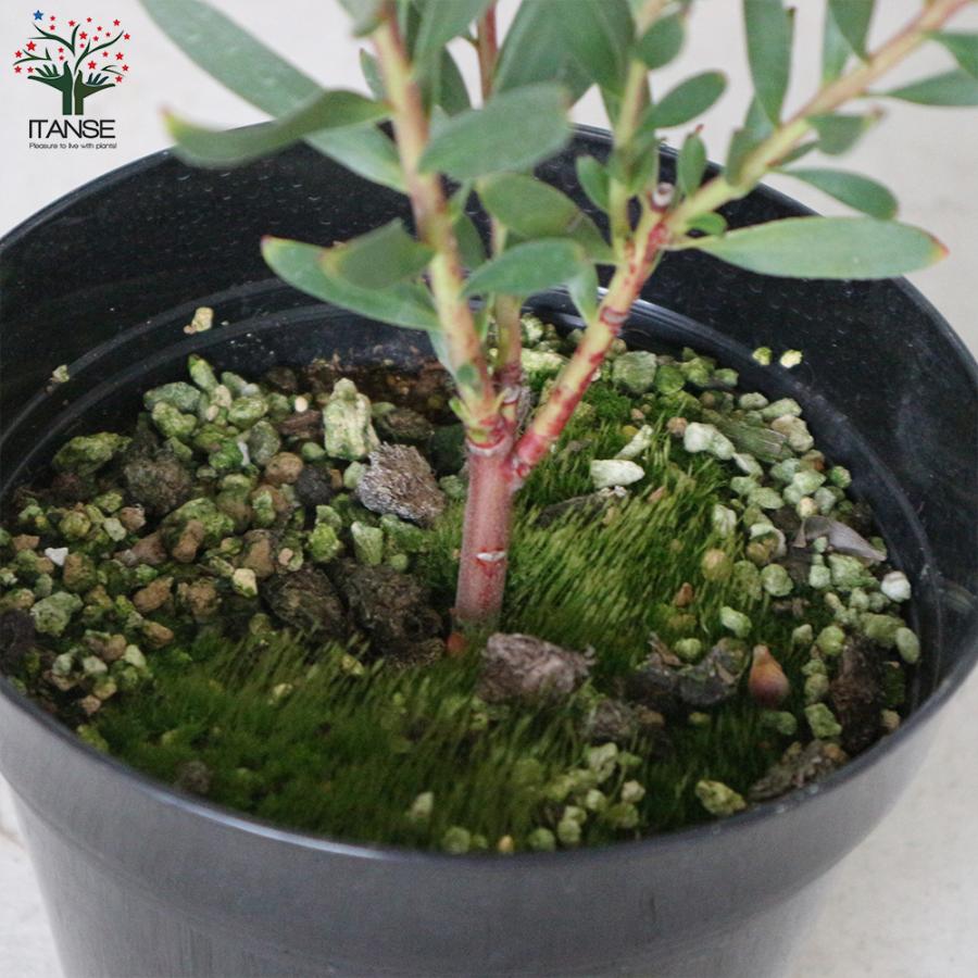 ITANSE リューカデンドロン・インカゴールド 庭木 5号ポット 1個売り