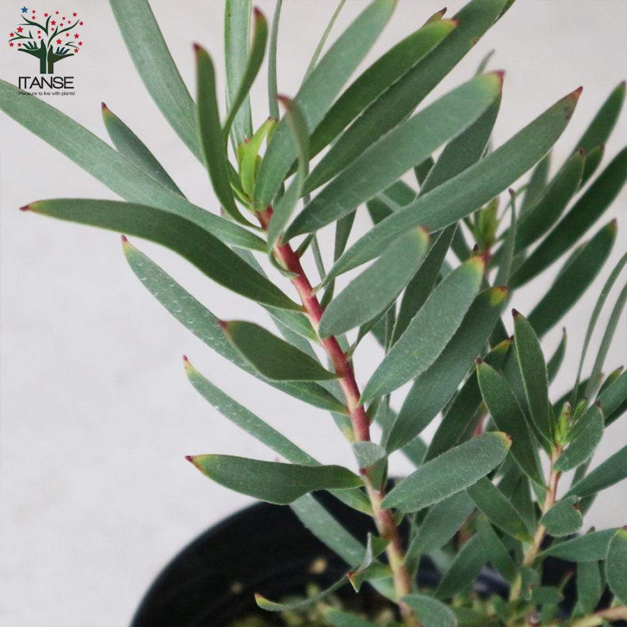 ITANSE リューカデンドロン・インカゴールド 庭木 5号ポット 1個売り