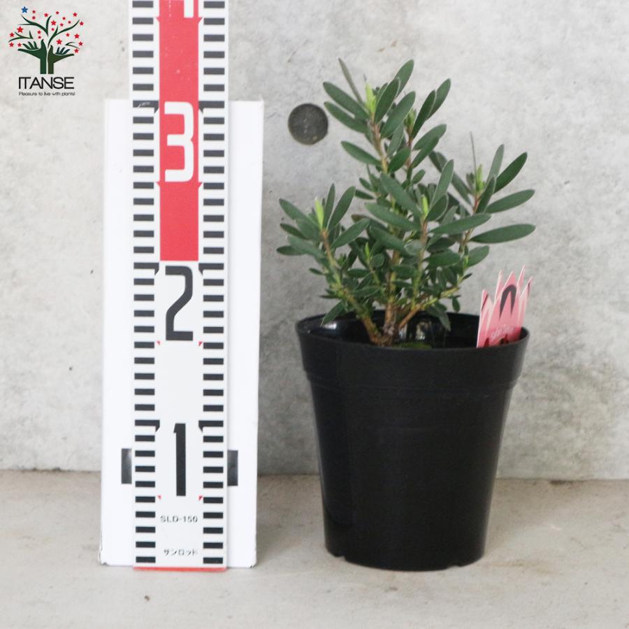 リューカデンドロン　5種セット ITANSE リューカデンドロン・サファリ・サンセット 庭木 5号ポット 1個