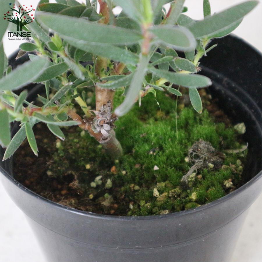 リューカデンドロン　5種セット ITANSE リューカデンドロン・サファリ・サンセット 庭木 5号ポット 1個