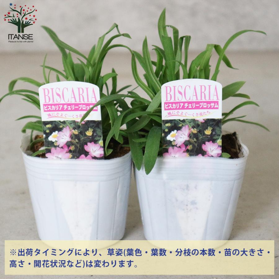 ビスカリア チェリーブロッサム 花苗 3号 1個売り 花苗 花の苗 イングリッシュガーデン フラワーガーデン 送料無料 Han 野菜苗 植物 青果物販売のitanse 通販 Yahoo ショッピング