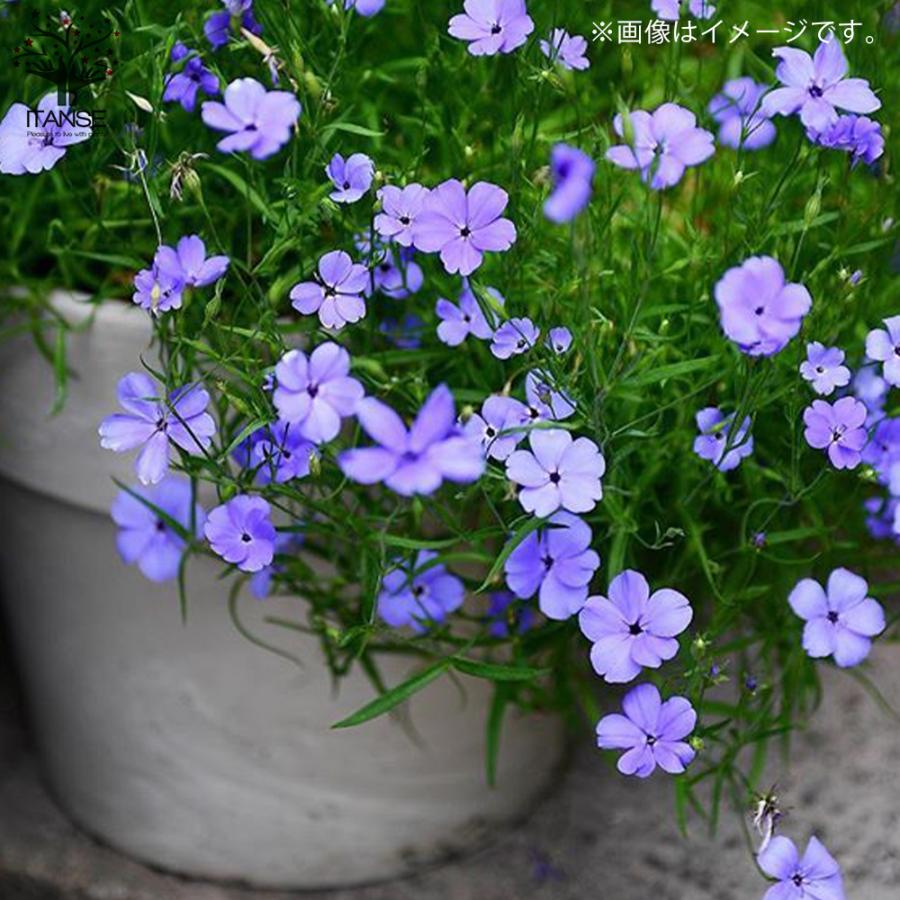 ビスカリア ブルーエンジェル 花苗 3号 1個売り 花苗 花の苗 イングリッシュガーデン フラワーガーデン 送料無料 Han 野菜苗 植物 青果物販売のitanse 通販 Yahoo ショッピング