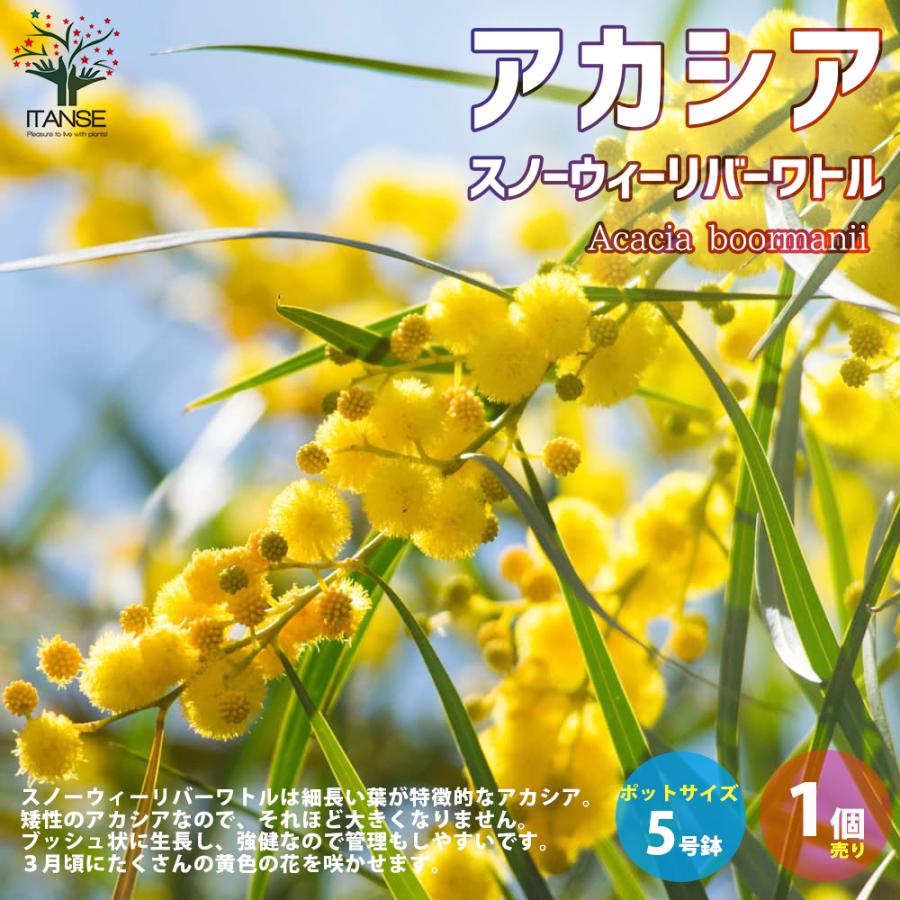 今年の新作から定番まで 観葉植物 アカシア ミモザ ３ ５号 １ポット