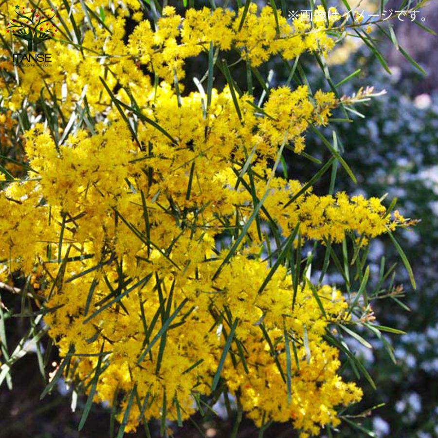 ITANSE アカシア ・スノーウィーリバーワトル 庭木 5号鉢苗 1個売り