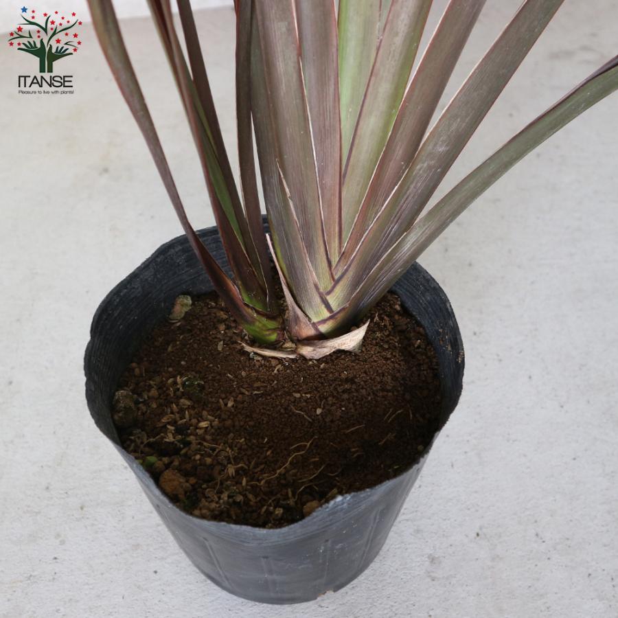 ITANSE ニューサイラン(入才蘭) 銅葉の大苗 観葉植物 6号ポット 1個  