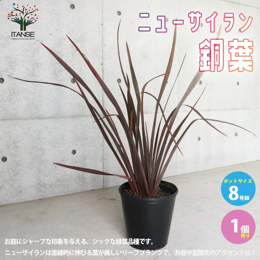 MLM様 ニューサイラン 観葉植物 ポット 約120cm 08 【公式通販】