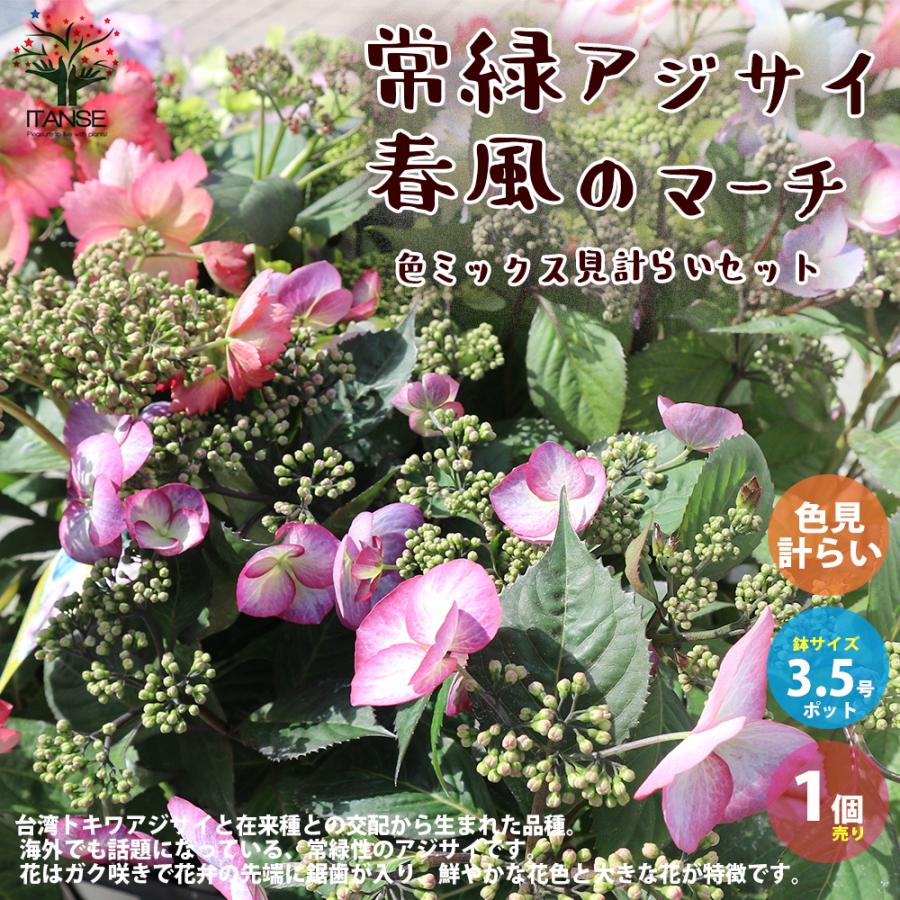 優れた品質 アジサイの苗 コンペイトウ スマイルブルー 庭木 5号鉢 1個売り 植木 花木 観賞用 あじさい 紫陽花 送料無料