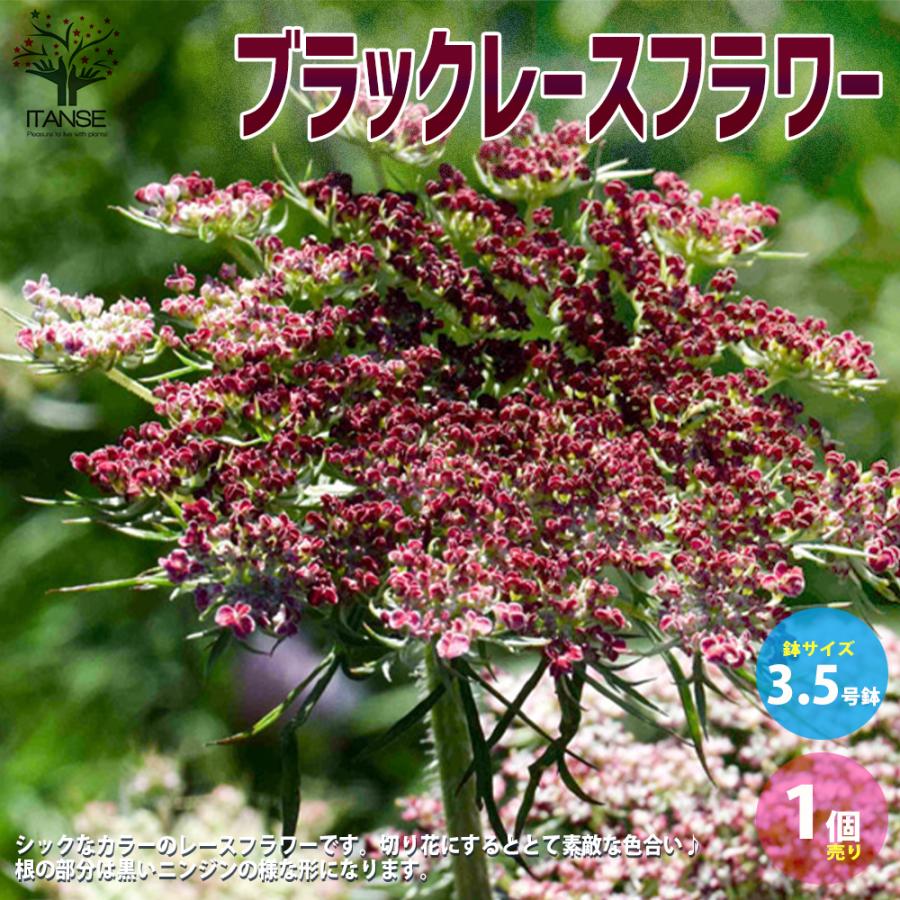 ITANSE ブラックレースフラワー 花苗 3.5号苗 1個売り フラワー