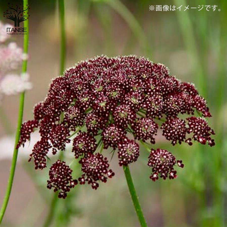 ohga レースフラワー　ブラック ITANSE ブラックレースフラワー 花苗 3.5号苗 1個売り フラワー
