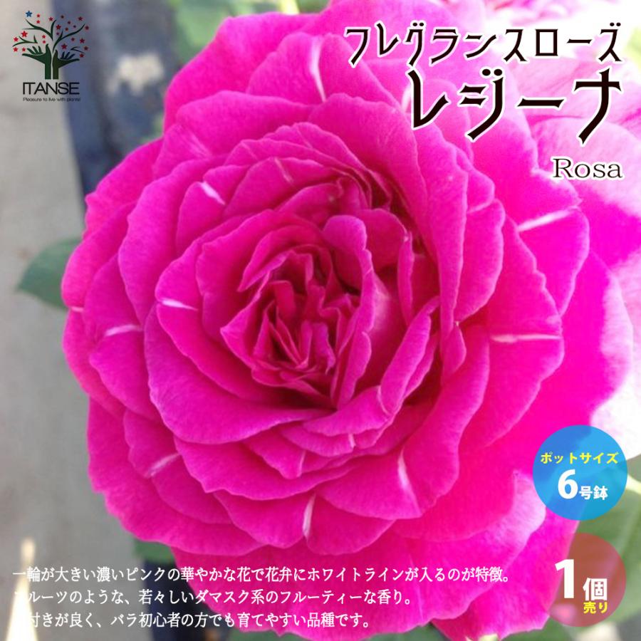 ITANSE フレグランスローズ ・レジーナ 花苗 国産接ぎ木 6号鉢 バラ