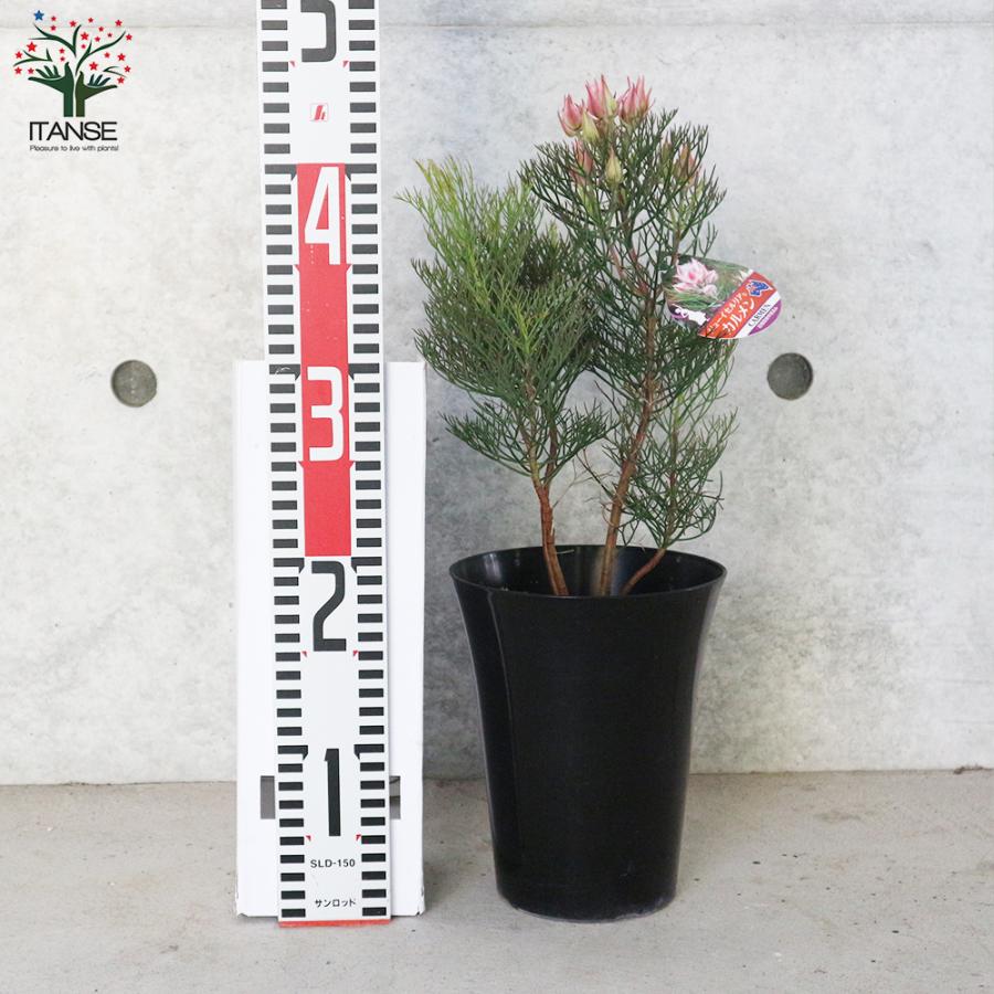 セルリア カルメン 花木苗 5号/1個売り 花木の苗 Proteaceae Serruria