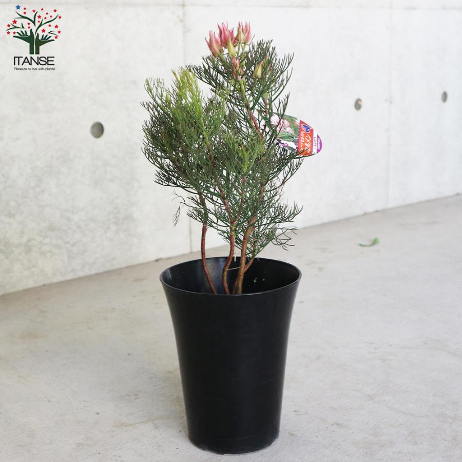 セルリア カルメン 花木苗 5号/1個売り 花木の苗 Proteaceae Serruria